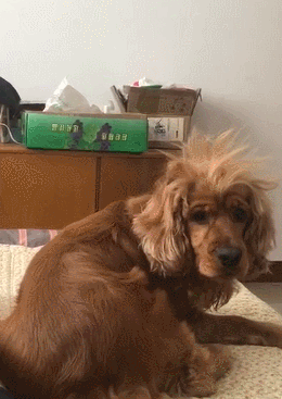 狗真的知道自己是狗吗？网友：在我面前，它就是我老大！