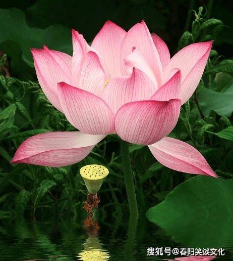 12 月26日起,4属相运势上涨陈,财运亨通,生活锦上添花_财富_挑战_亲朋