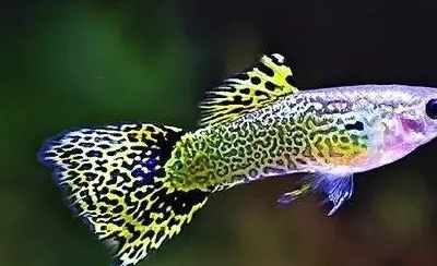 孔雀鱼三大人气品种_礼服_黑色_马赛