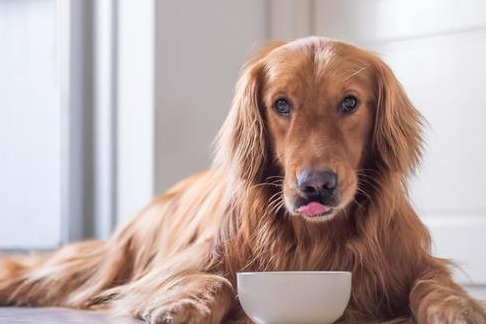 宠物狗这几个小举动,是高智商的特征!_狗狗_主人_肠胃