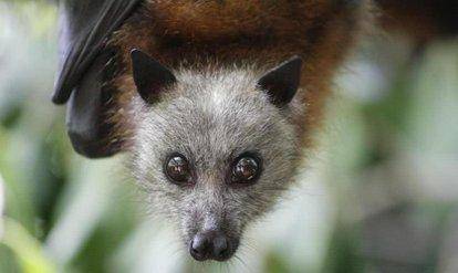 野生動物及其體外寄生蟲是許多病毒和細菌的天然宿主,蝙蝠身上寄生著