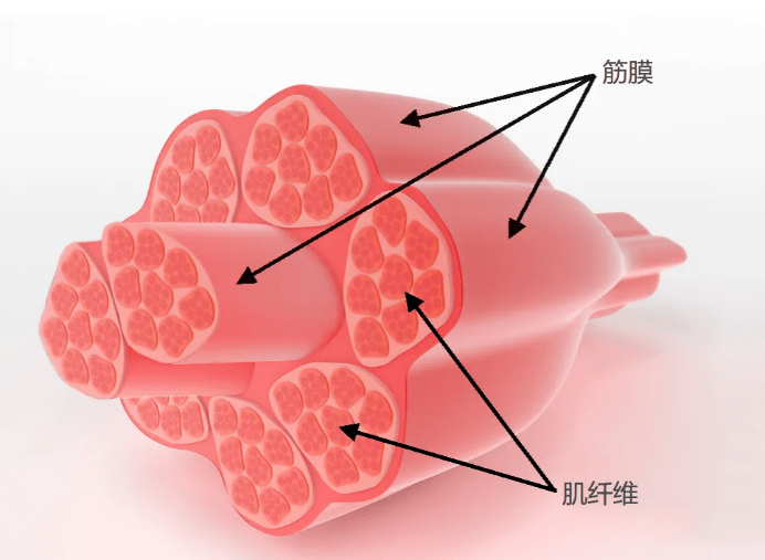 推薦五款出色可靠產品值得入手_肌肉_性能_按摩