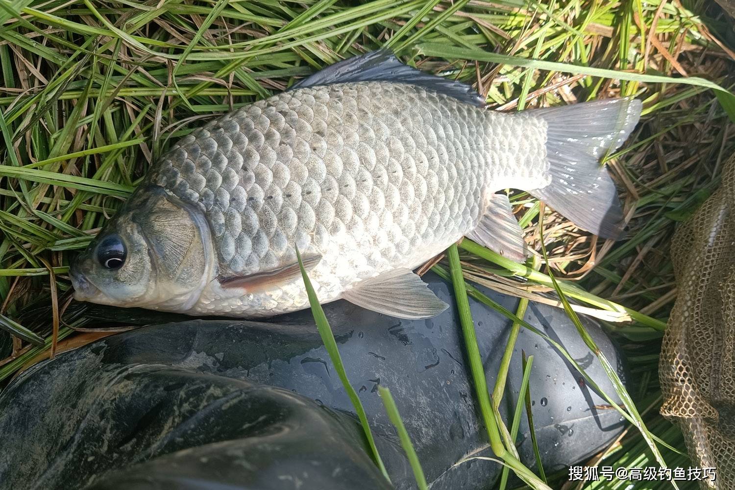 冬季野钓鲫鱼的最佳攻略,不怕大板鲫不连竿