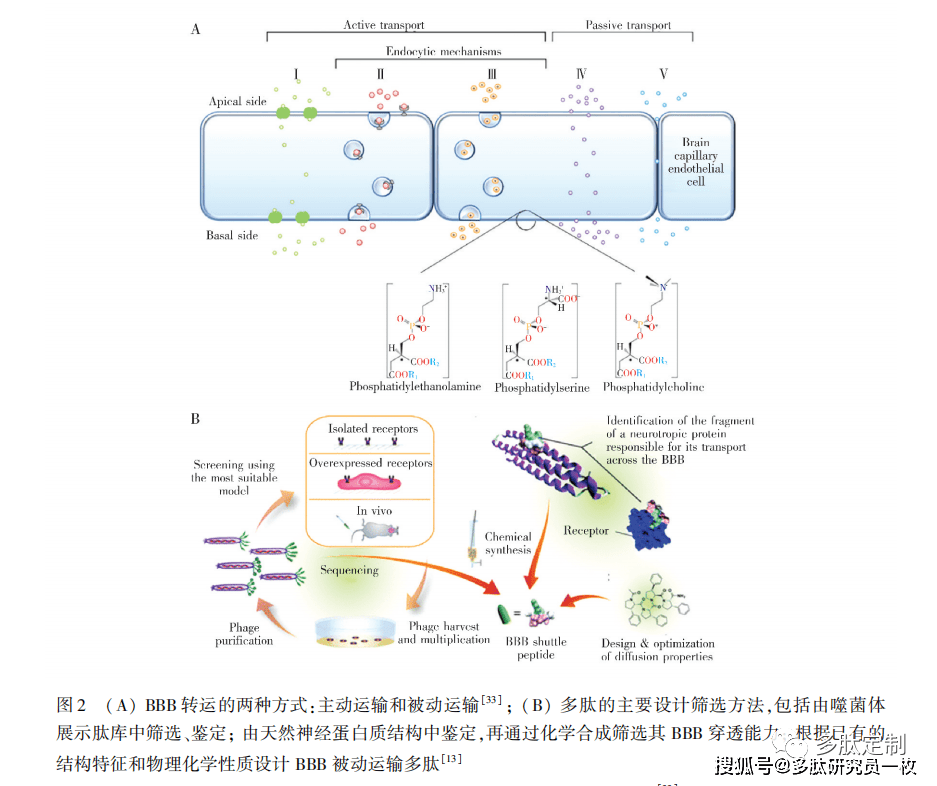 多肽穿透 bbb 的途徑分為被動運輸和主動運輸(圖 2a)[33].