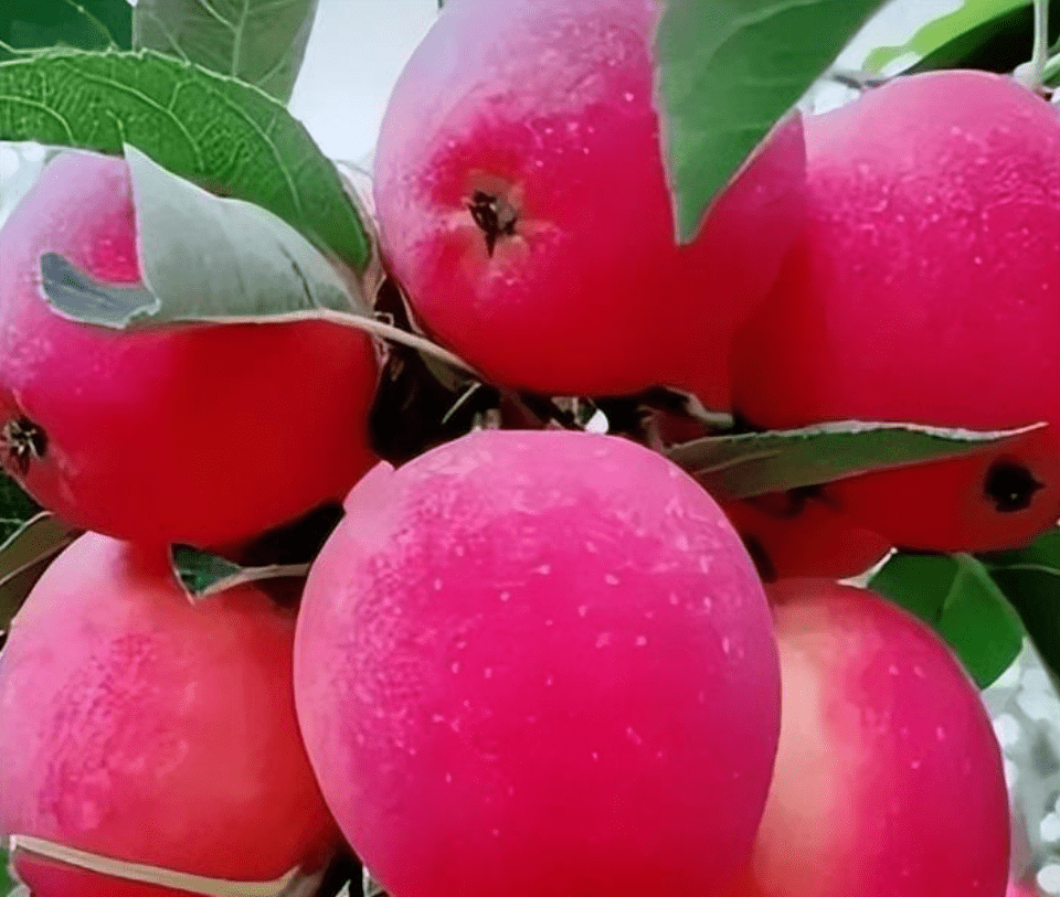 古代的苹果不叫"苹果",古人取了个唯美的名字,日本沿用至今_果实_林檎