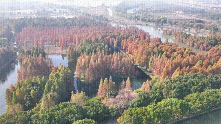 來青浦解鎖秋日限定色卡~_金澤_古鎮_郊野