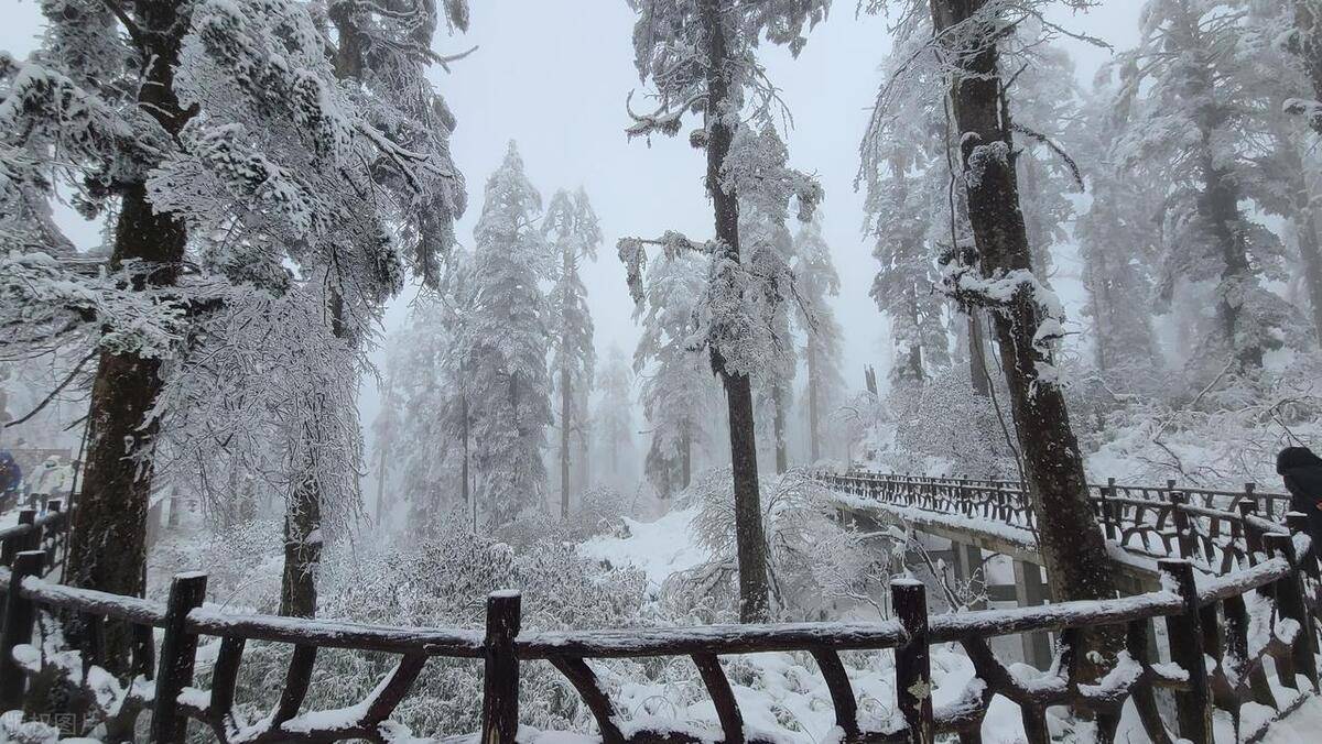 南岳雪松图片图片