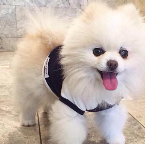 购买博美犬时要注意,这样的不要买!它的命不长_狗狗_泪痕_饮食