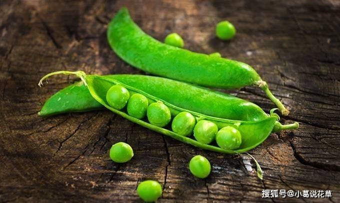 豌豆六大不为人知的营养价值,如果你想保持健康,就来看看吧!