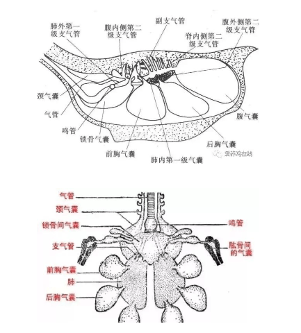 呼吸性细支气管结构图片