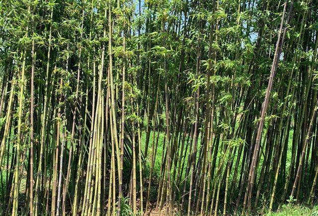 但是在竹子裡也有開花後不會死去的品種,比如說相對常見的斑竹,桂竹