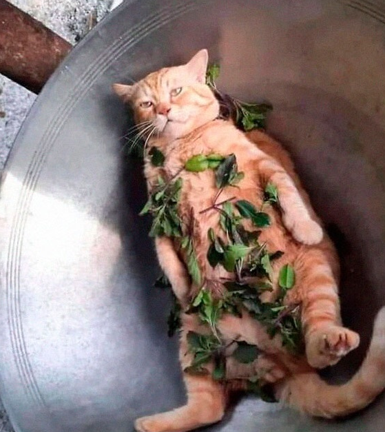 "憨猫"照片,被国外网友疯传:笑死人,傻猫真不是白叫的
