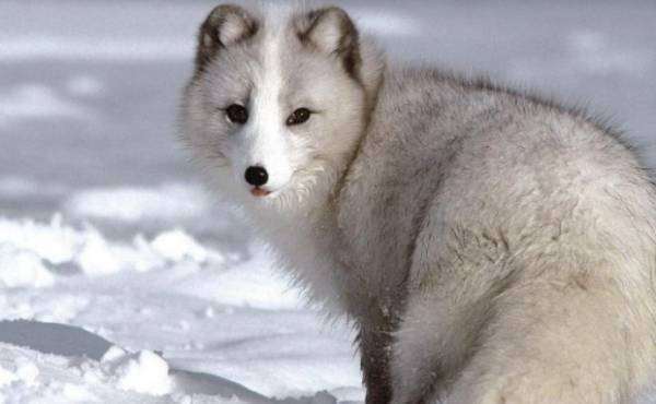 北极狐在冬季和夏季的毛色不同,它们是通过什么改变毛色的?_小狐狸_开