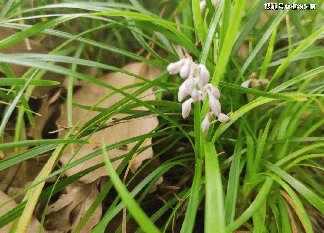 麦冬,又称书带草,麦门冬,有3大作用,价值极高,农民朋友要了解!