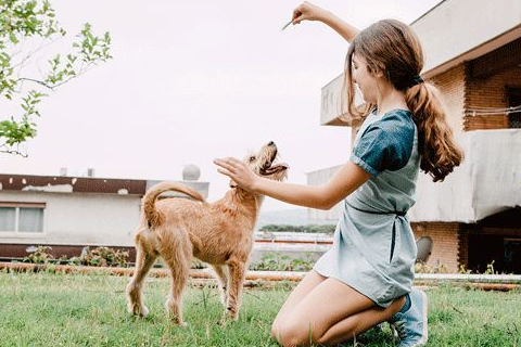 女生更喜欢养公狗,其实是因为有这些好处!_狗狗_护理_问题