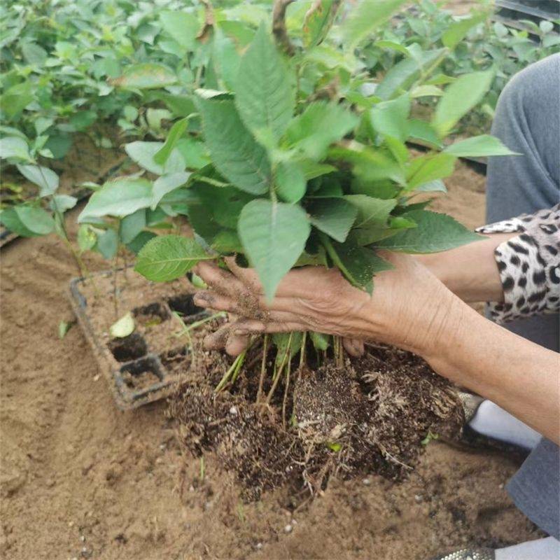 吉塞拉6号砧木苗嫁接大樱桃有哪些优势与特点