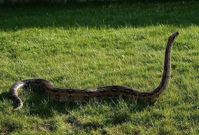 百米长蛇空中腾飞!巨蟒化龙到底是真是假_闪电_人类_村民