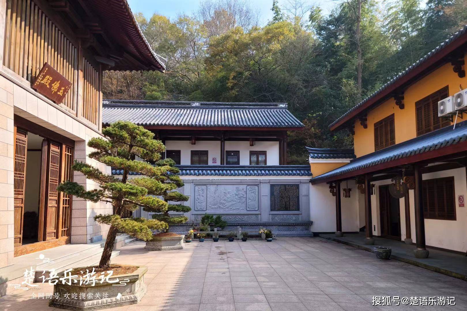 浙江宁波大盘山下弥陀寺,少为人知但历史悠久,是绝美的金钱松赏地