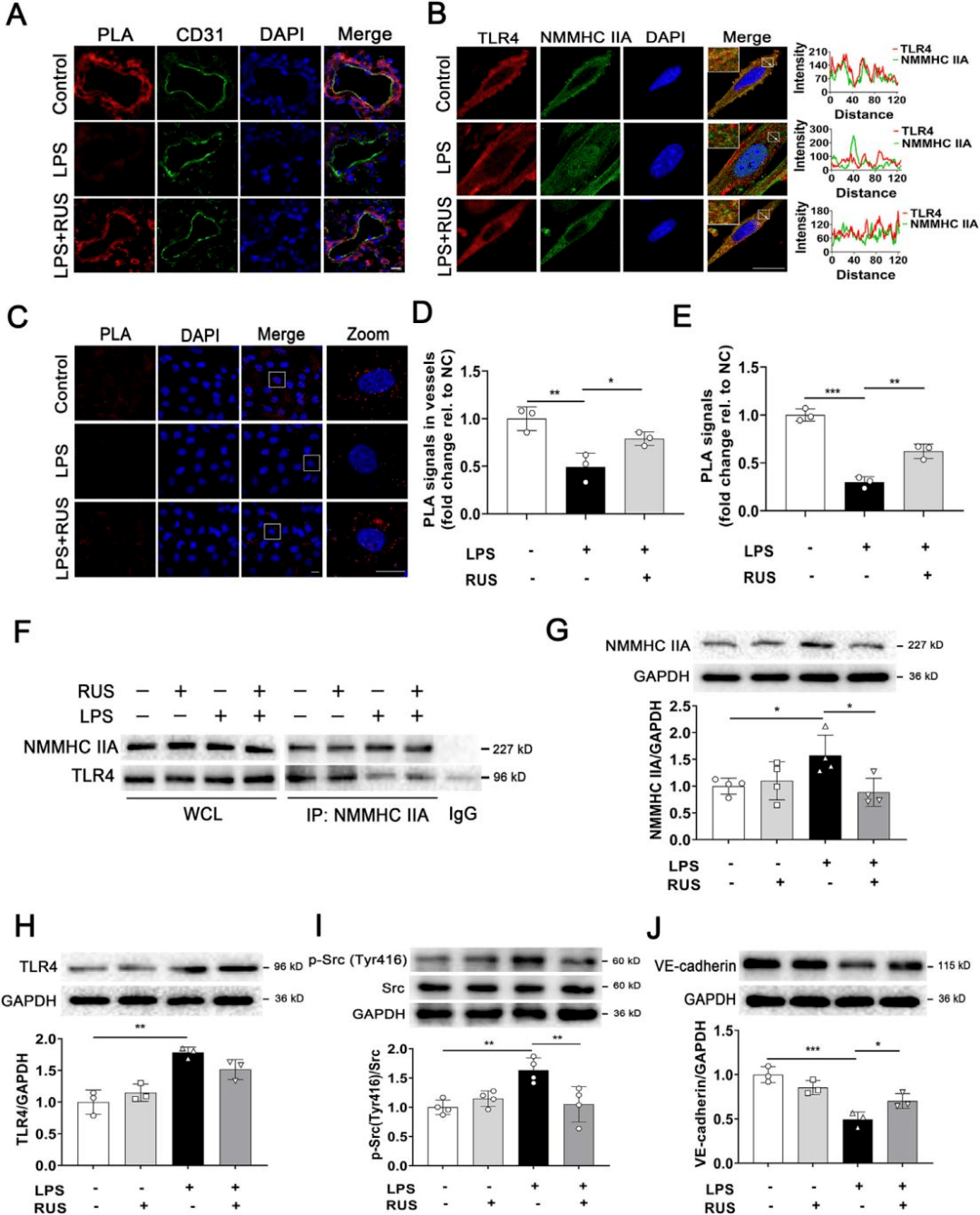 26小分子改造—中药药物研究发高分的法门(之一)_作用_诱导_内皮
