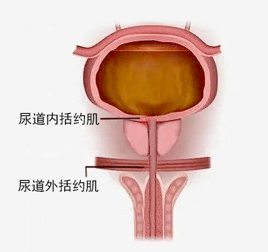 前列腺癌问与答