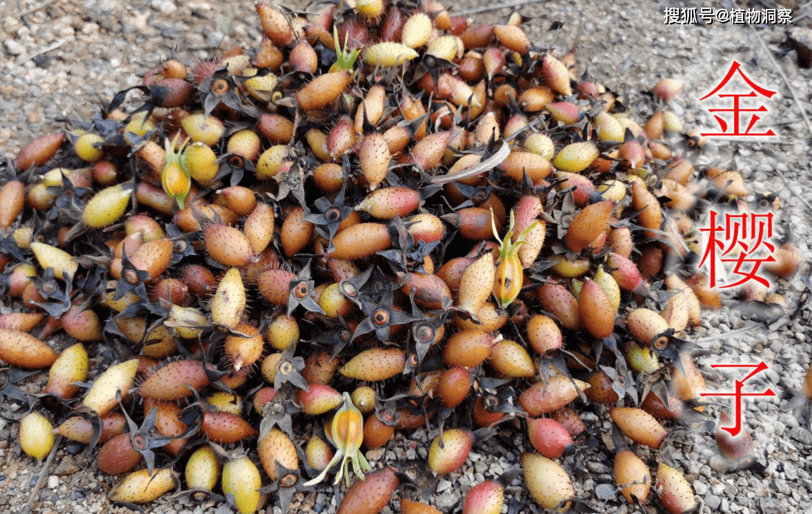 植物_野果_农村