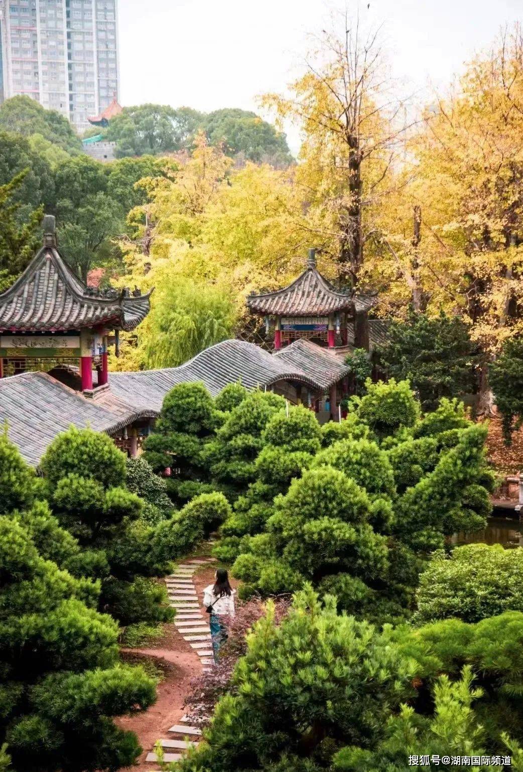 青春湖南|银杏黄了!长沙及周边这8个地方的银杏美得像油画!