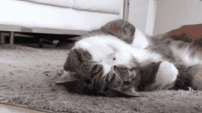 在家里装了摄像头后，我才发现我家猫每天都在等我回家 