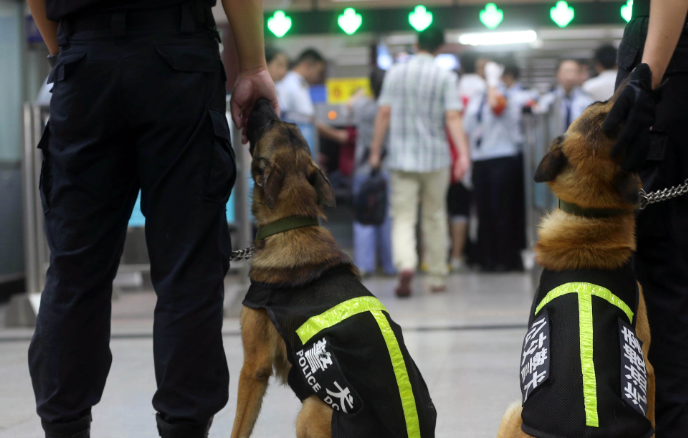 地铁里的警犬有多可爱?狗子:我不想上班!_工作_泪痕_拉拉