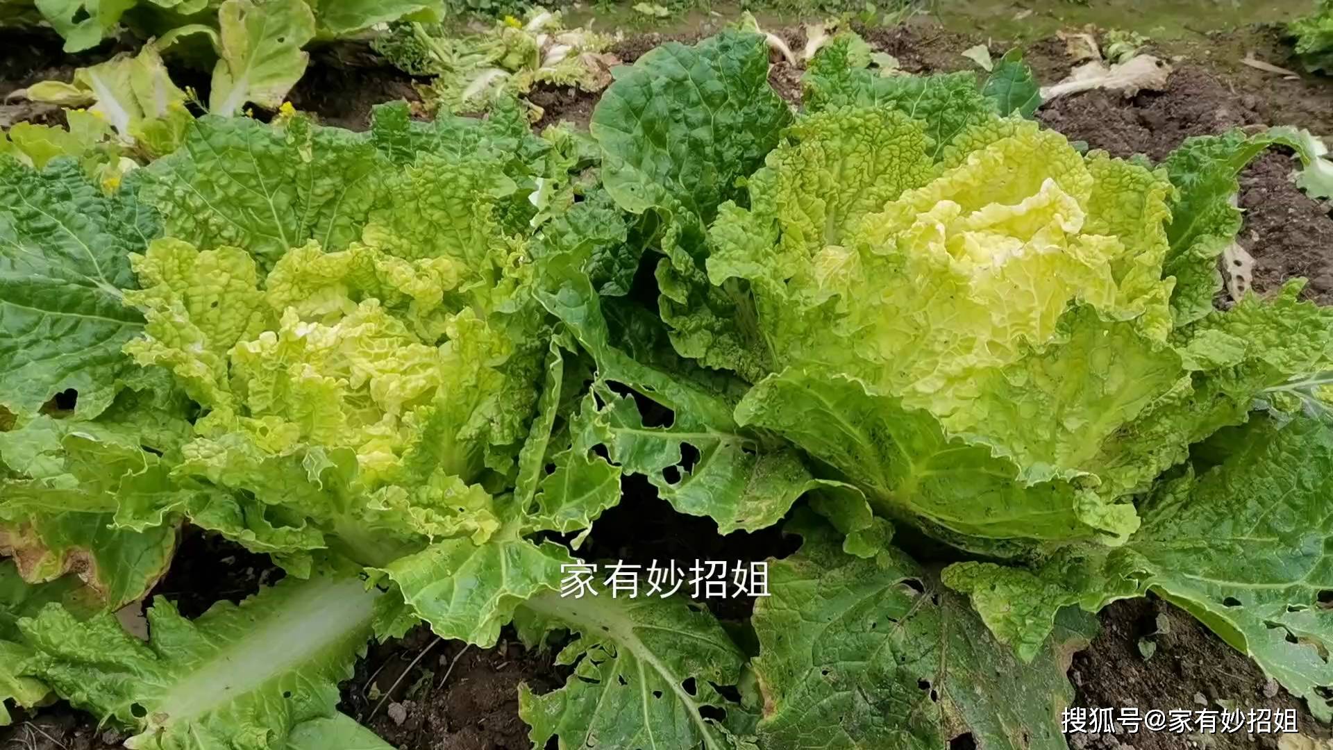 今天才知道，原来“绿叶白菜”和“黄叶白菜”区别这么大，别买错_手机搜狐网