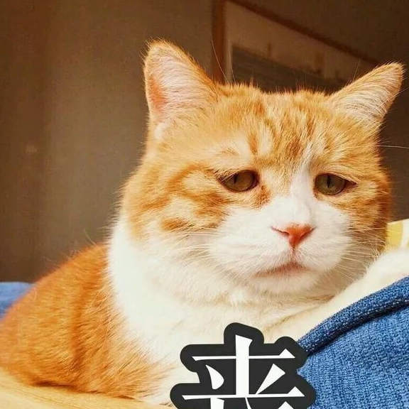 在家里装了摄像头后，我才发现我家猫每天都在等我回家 