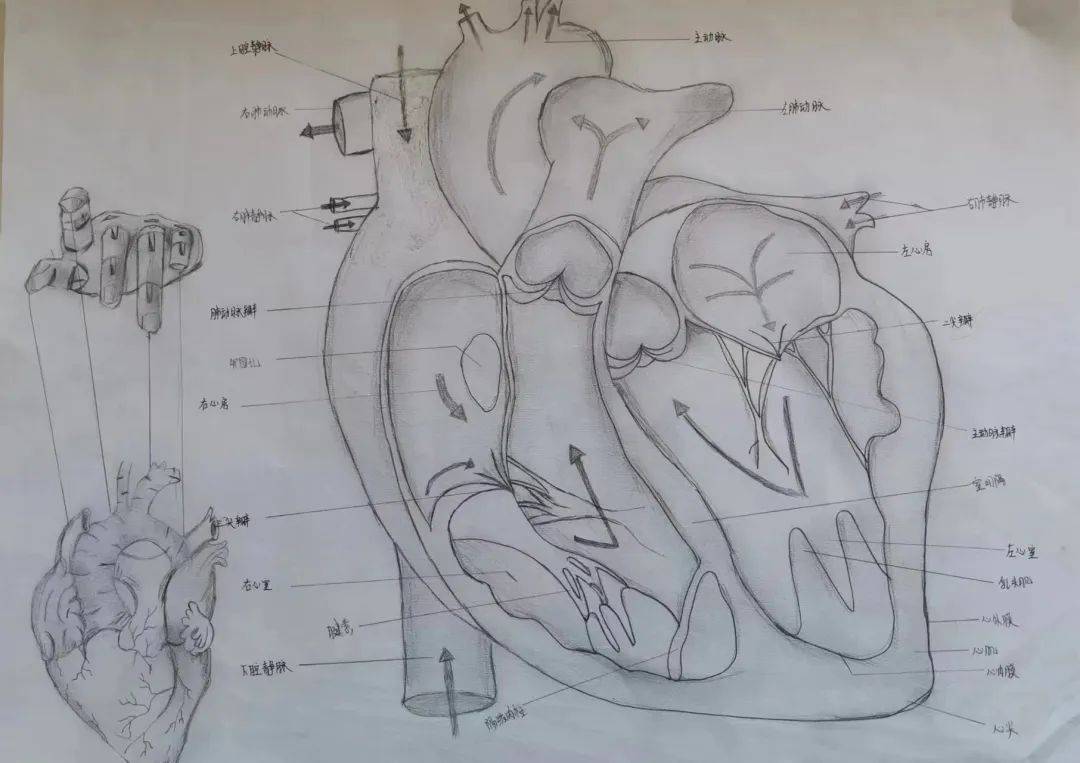 宝职学子医笔生花,绘人体奥妙,展医学风采