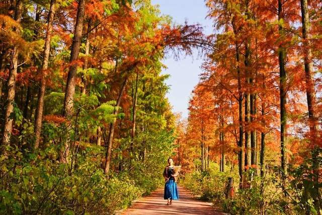 家乡那片水杉林_游客_许昌_远客