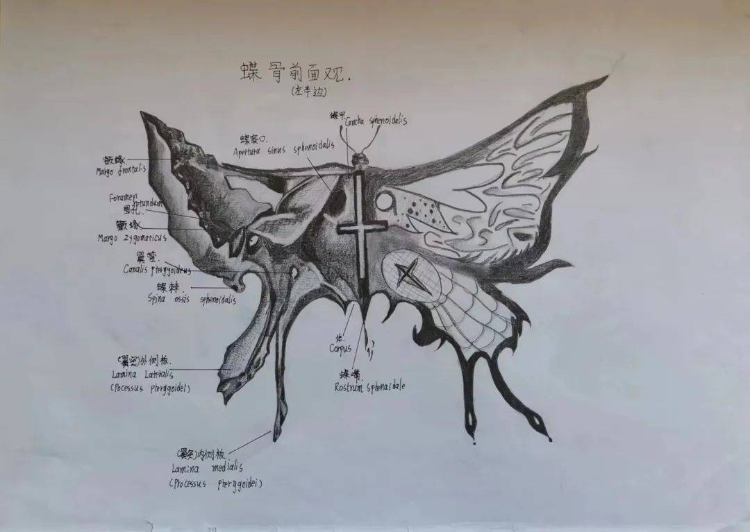 解剖绘画大赛作品简介图片