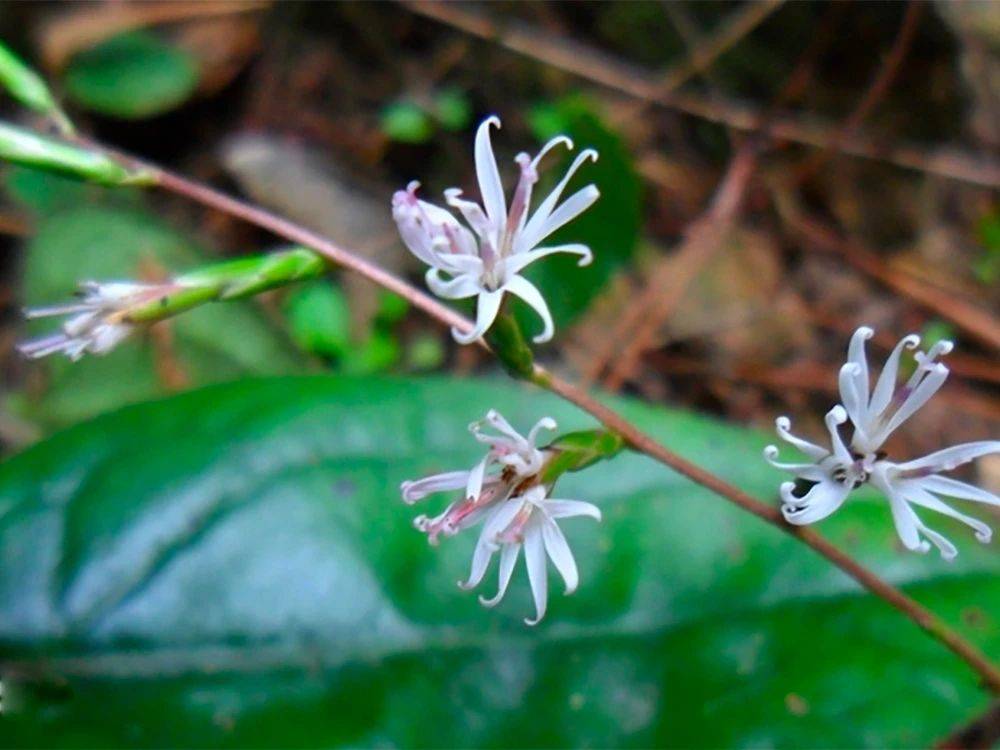 长得像兔耳朵,人称"妇女之友",见到请珍惜,如今价值很高_植物_种植
