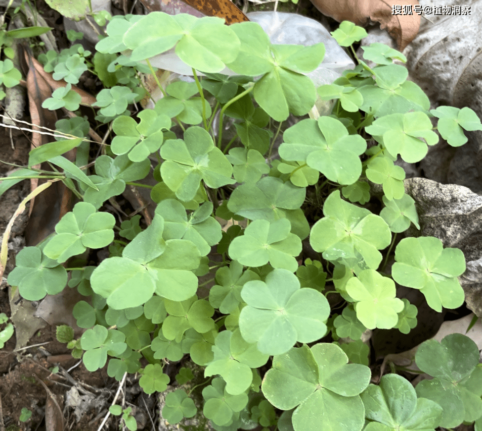 酢浆草,又称三叶草,酸酸草,有3大作用,价值极高,农民要了解!