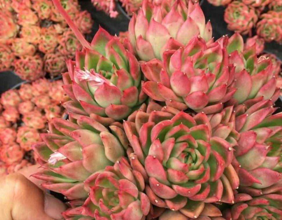 红蜡东云,多肉植物中颜色最漂亮的多肉品种之一,好养容易群生