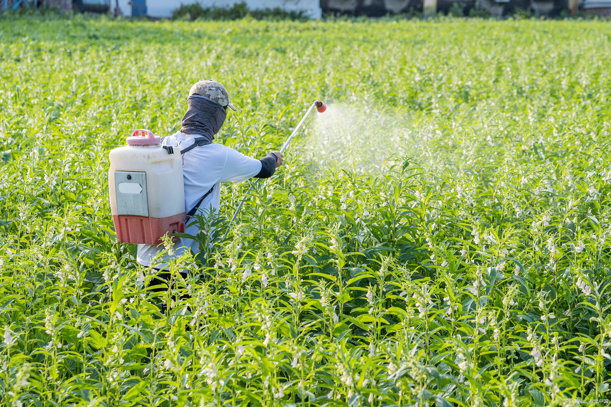 速看！农作物植保员资格证怎样去报考？最新报考条件是什么？