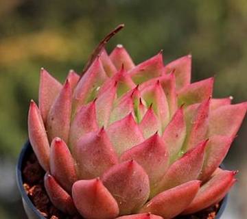 红蜡东云,多肉植物中颜色最漂亮的多肉品种之一,好养容易群生