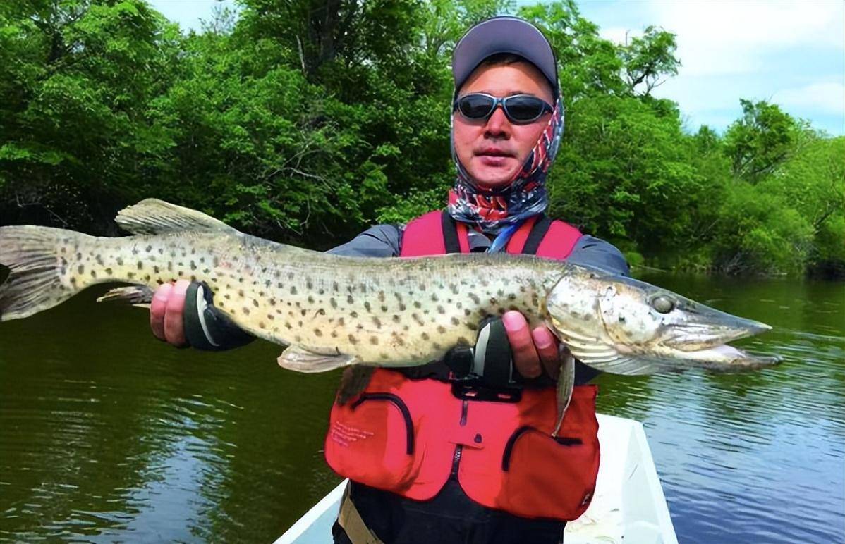 狗鱼_时候_海狗