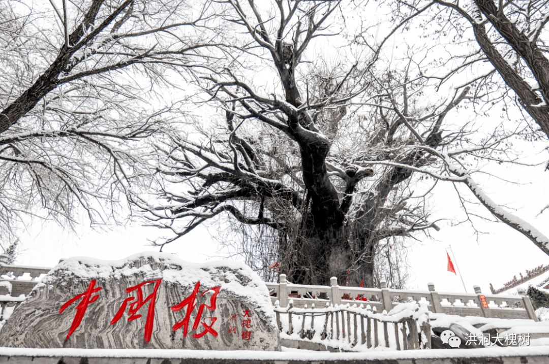 冬天他们才能互诉衷肠年年落雪,雪落年年,慢慢即漫漫洪洞大槐树老家的