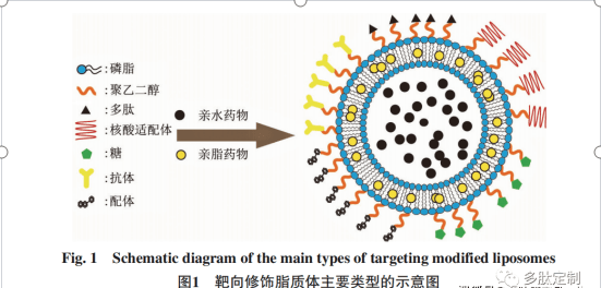 细胞表皮生长肽ge11修饰装载阿霉素靶向脂质体