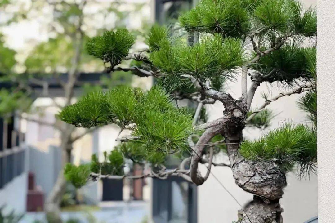 【造花园】一棵松,便成景——花园里的罗汉松_造型_树体_修剪