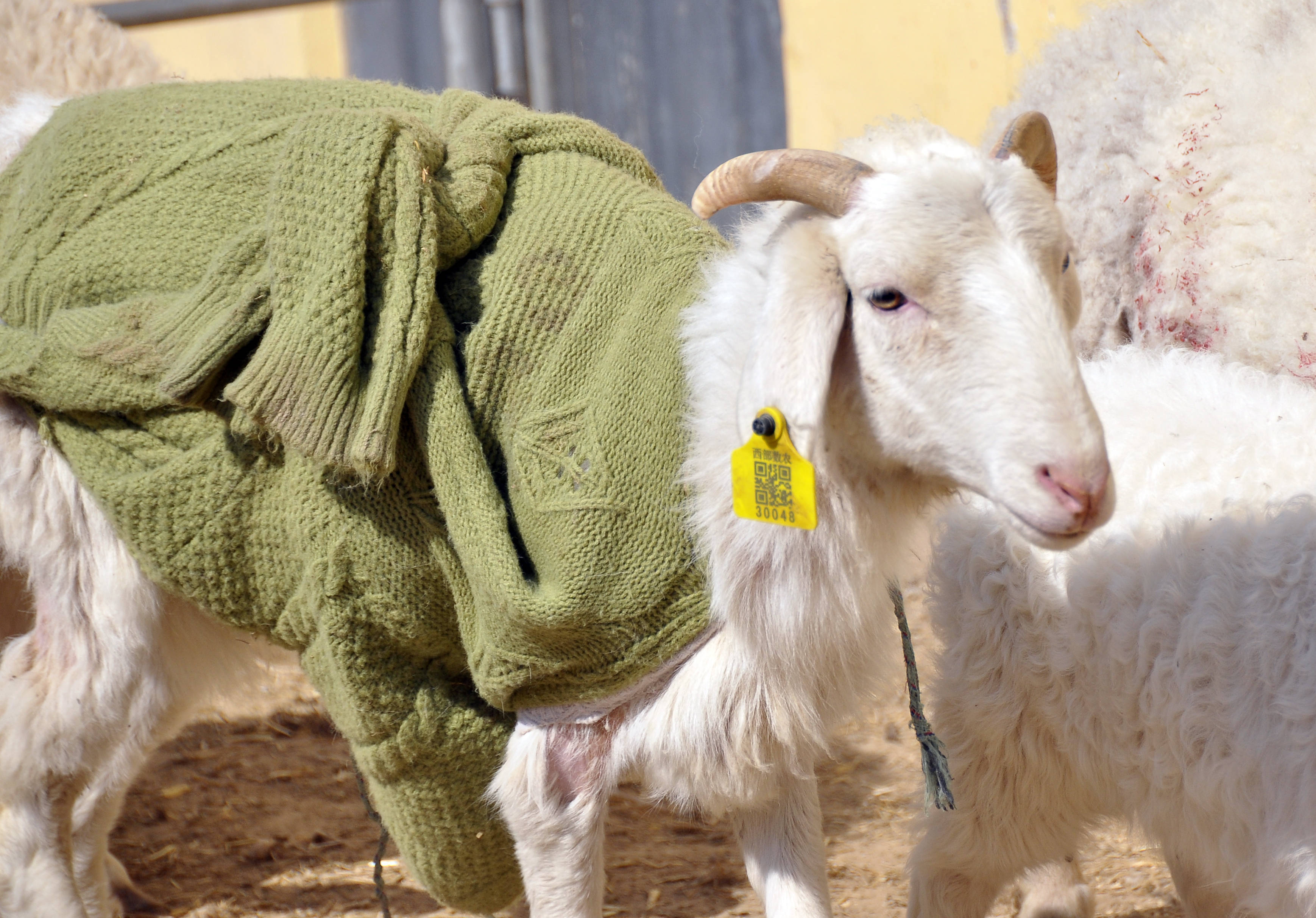 为什么养羊人要给羊穿衣服呢?看完你就知道了!_抵抗_羊群_羊羔