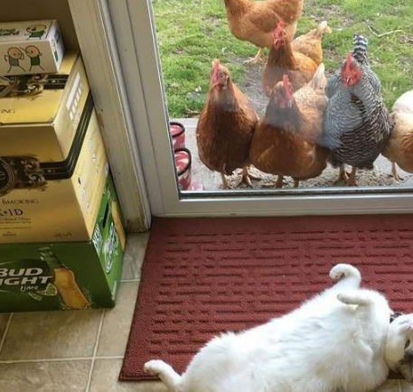 被一群鸡围观的猫咪，猫：别看啦，就是肉多一点点嘛 