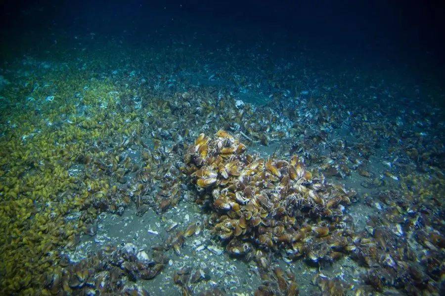 海洋科普|深海中的绿洲——冷泉_海底_变化_微生物