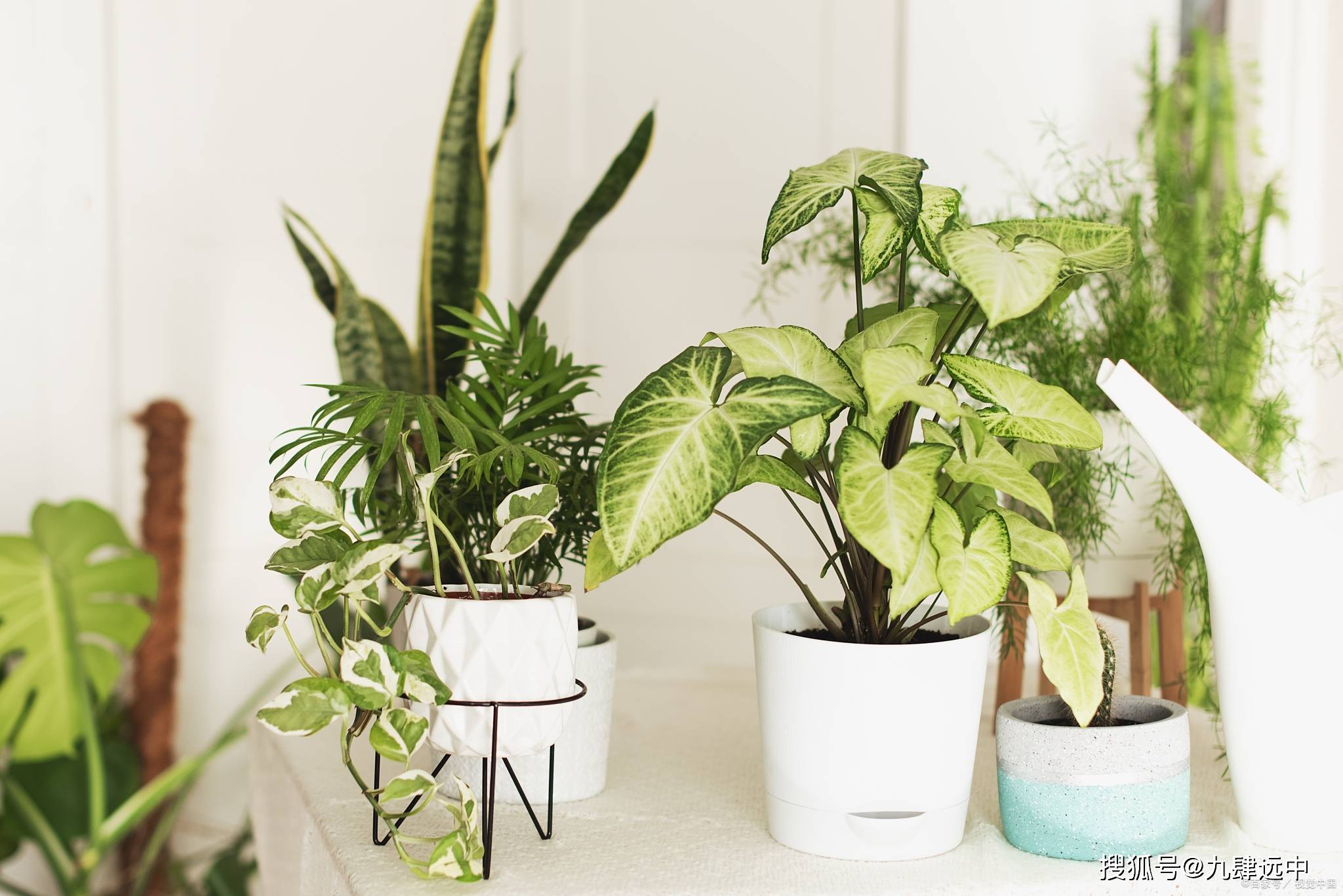 旺宅客厅的植物花卉装饰_人们_房间_角度