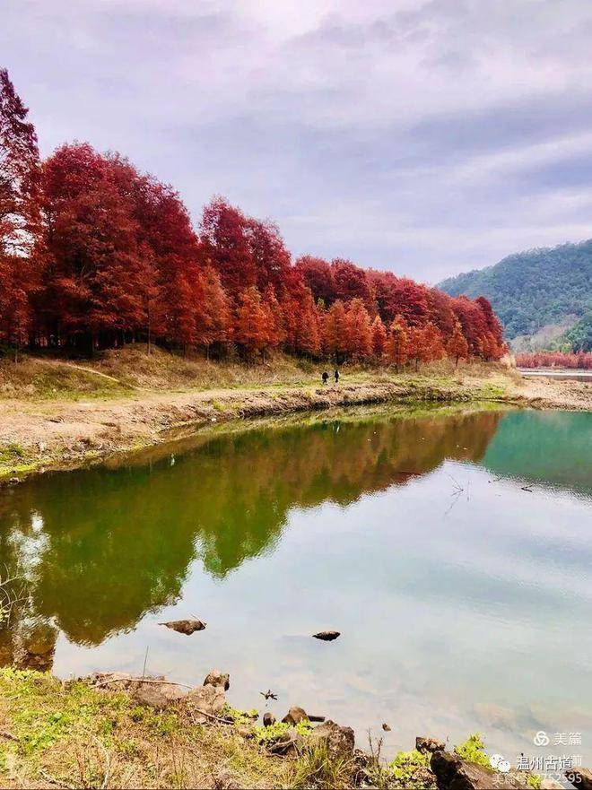 临海小芝红杉林现冬日红色浪漫景观_活动_库区_穿越