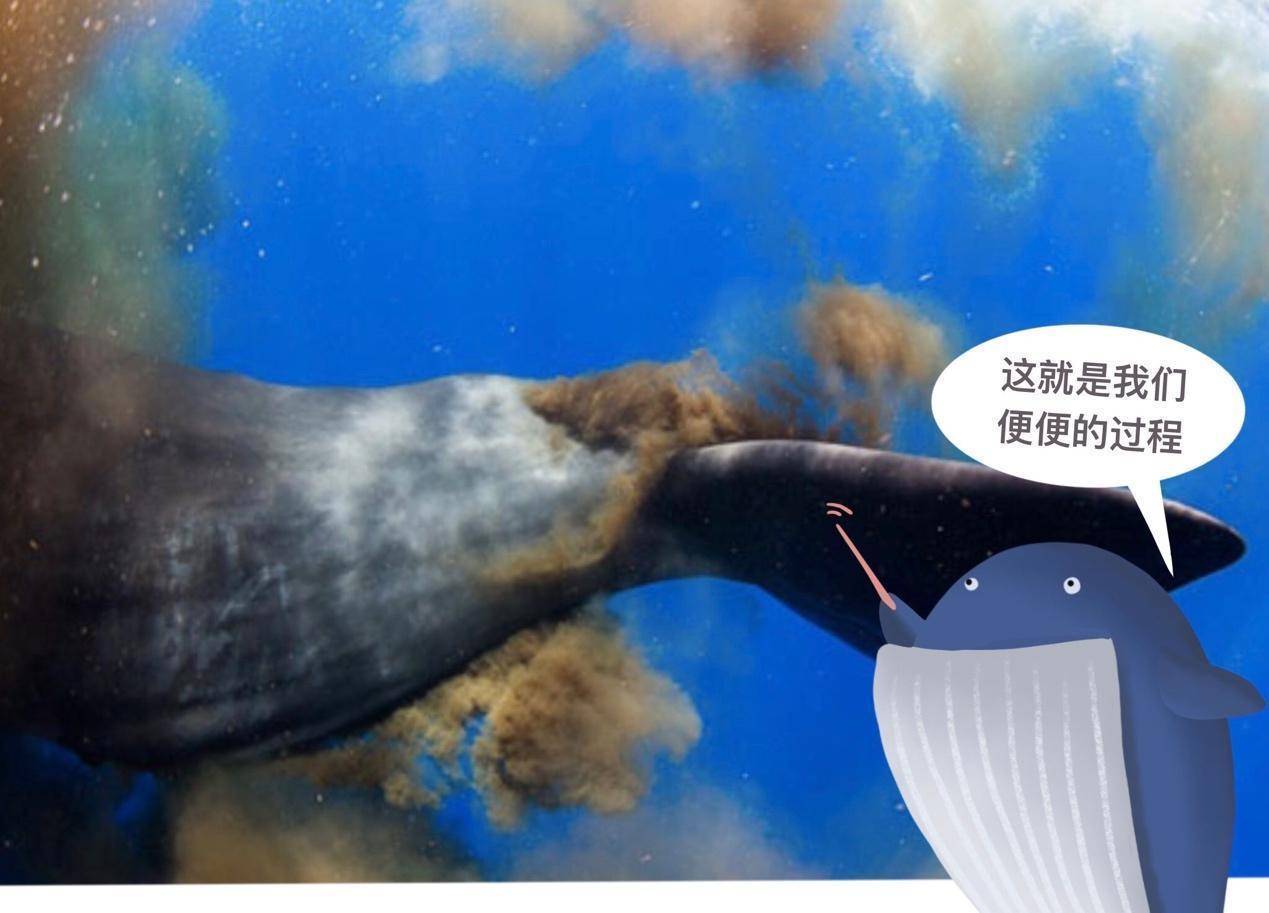 地球上最大的蓝鲸，每次排出2吨粪便，为何被称为海洋中的钻石？(图24)