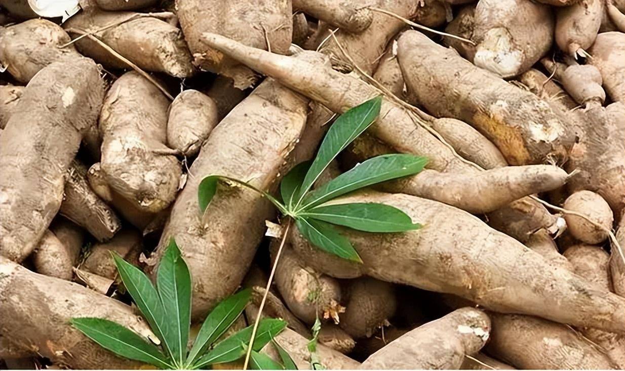 木薯明明全株都有毒，曾经却被当成主粮食用，如今还被大量种植？(图15)