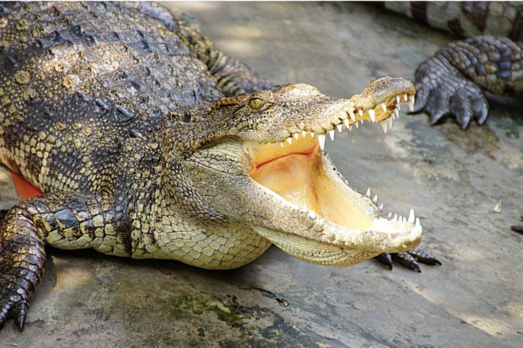 养殖_市场_的成本